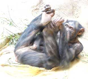 ArcheAffenhausImpression