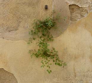 Eine Wand erwacht zum Leben