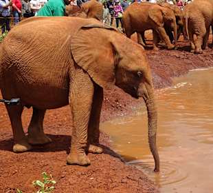 Auf dem Gelände des Elefantenwaisenhauses