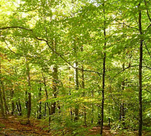 Bosque no deja ver el sol