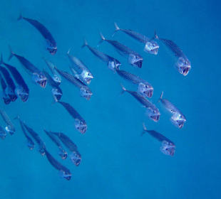 Großmaulmakrelen am Hausriff Nord...