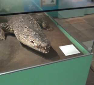 Niedersächsisches Landesmuseum