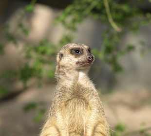 Erdmännchen