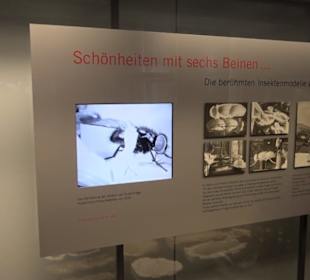 Museum für Naturkunde