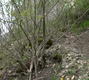 Eiszeitpfad - Burgfelsenpfad