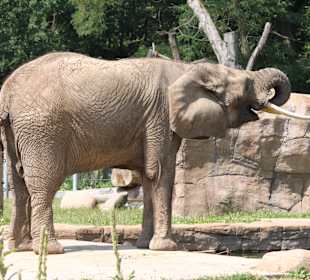 Elefant