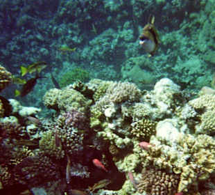 Hausriff des Hotel Akassia Swiss Resort El Quseir