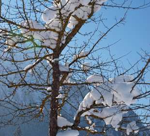 Der Schnee auf den Bäumen