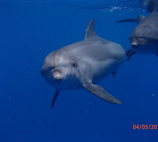 Delfinschwimmen Delfine & Meer