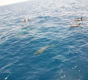 Red Sea Dolphin House