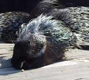 WildparkImpression September 2013