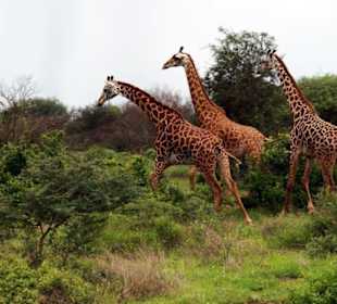 Giraffenfamilie