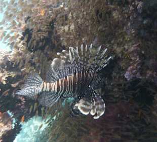 Schnorcheln 29.05.12