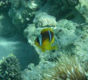 Korallenfisch