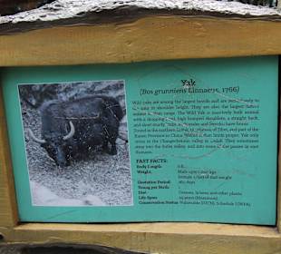Padmaja Naidu Himalayan Darjeeling Zoo