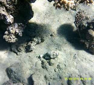 Hauseigenes Riff und ich bin leihe mit einer 0815