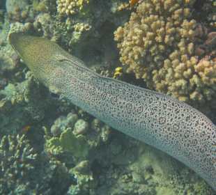 Schnorcheln beim Fort Arabesque