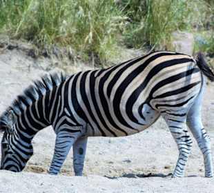 Steppenzebra