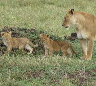 Löwin mit Jungen