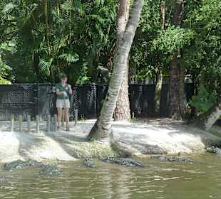 Fütterung der Alligatoren