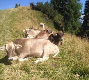 Auch unsere Kühe brauchen mal eine Pause