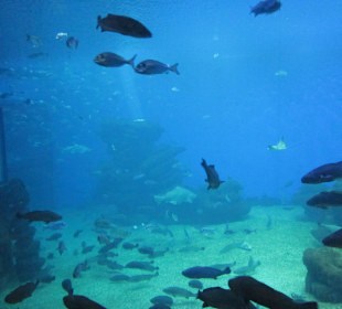 Palma Aquarium