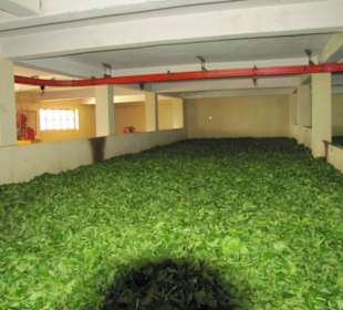 Tagesanliefung an Teeblätter