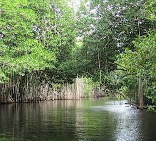 Black River Mangroven Avenue