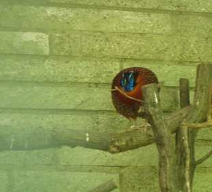 Temmink Tragopan