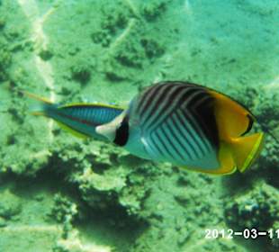 Leben im Wasser 3-8 m Tiefe