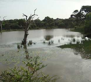 Minneriya , kawudulla safari park