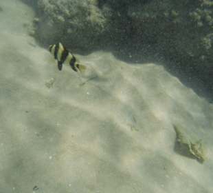 Unterwasseraufnahme am Hausriff