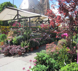 Blumenmarkt auf dem Walterplatz