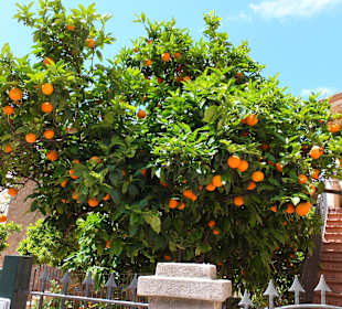 Apfelsinenbaum