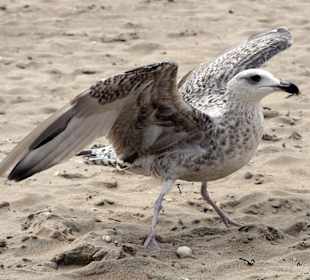 Möwe bereit zum Abfliegen