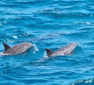 Delphinausflug
