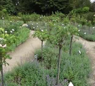 Rosengarten auf der Roseninsel