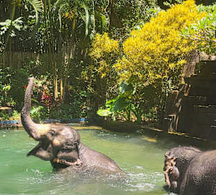 Elephant Sanctuary
