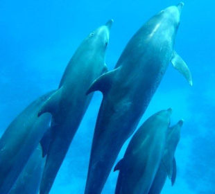 Delfine erleben mit Yasser