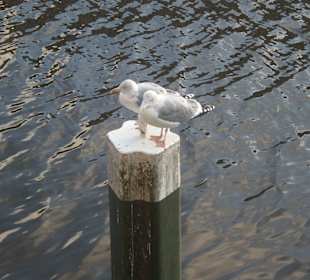 Besucher auf der Alster