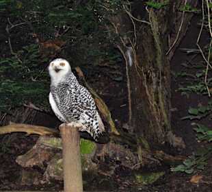 Tierpark Olderdissen