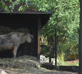 Zoo