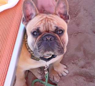 Goliath am Hundestrand