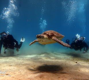 Tauchen Marsa Alam