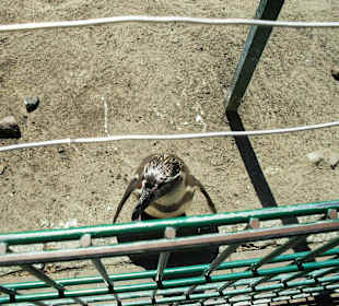 Pinguinanlage