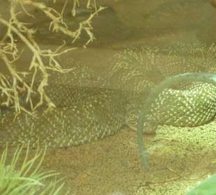 Uracoan Klapperschlange