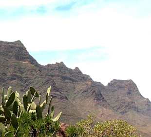 Roślinność Gór Gran Canaria