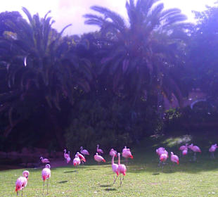 Ausflüge. Loro Park