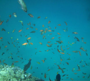 Unterwasserwelt am Brayka Bay Hausriff