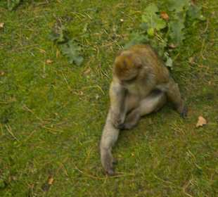 Zoo